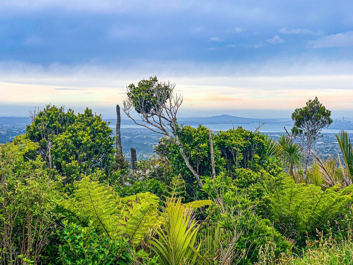 Auckland Custom Sightseeing Tour